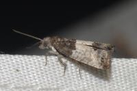 Spilonota ocellana