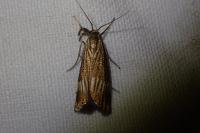 Chrysocrambus linetella