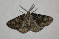 Cleorodes lichenaria