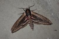 Sphinx ligustri