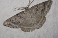 Pseudoterpna coronillaria