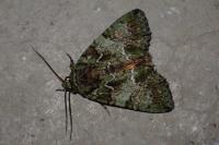 Polyphaenis sericata