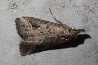 Schrankia costaestrigalis