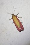 Oncocera semirubella
