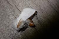 Euproctis chrysorrhoea