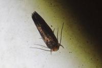 Cephimallota crassiflavella