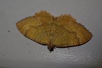 Camptogramma bilineata