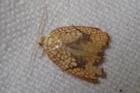 Acleris forsskaleana