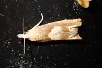 Eucosma conterminana