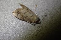 Evergestis pallidata