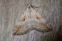 Aplocera efformata/plagiata