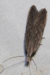Anarsia spartiella