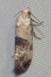 Cochylis posterana