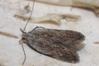 Anarsia spartiella