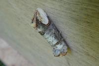 Phalera bucephala