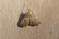 Endotricha flammealis