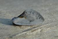 Cilix glaucata