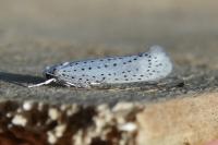 Yponomeuta evonymella