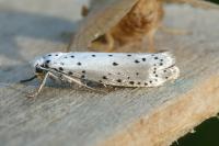 Yponomeuta