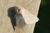 Malacosoma neustria