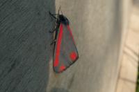 Tyria jacobaeae