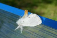 Sphrageidus similis