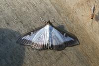 Cydalima perspectalis