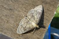 Patania ruralis