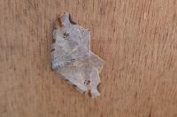Macaria alternata
