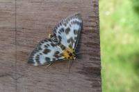 Anania hortulata