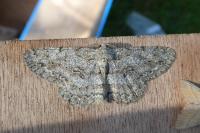 Hypomecis punctinalis