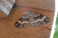 Epirrhoe alternata