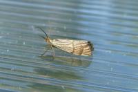 Chrysocrambus linetella