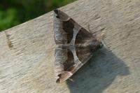 Dysgonia algira