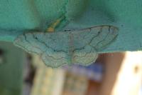 Idaea aversata
