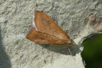 Udea ferrugalis