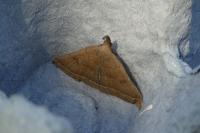 Polypogon plumigeralis