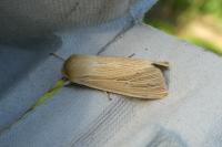 Mythimna pallens