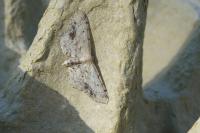 Idaea dimidiata