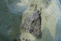 Acronicta aceris