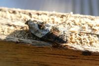 Acleris variegana