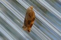 Archips xylosteana