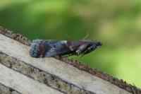 Acrobasis marmorea