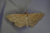 Idaea ochrata
