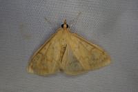 Ostrinia nubilalis/scapulalis