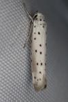 Yponomeuta