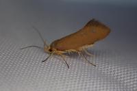 Crassa unitella