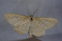 Idaea macilentaria