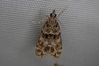 Eudonia mercurella