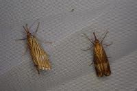 Chrysocrambus linetella